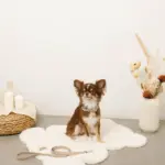 ソフトラバーカラー＋リードSET【名入れ彫刻対応】 - Image 2