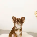 ソフトラバーカラー＋リードSET【名入れ彫刻対応】 - Image 7