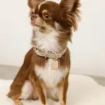 ソフトラバーカラー＋リードSET【名入れ彫刻対応】 - Image 8