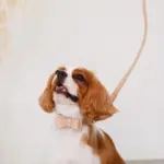 オーストレザーリボンカラー【名入れ彫刻対応】 - Image 2