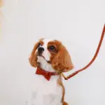 オーストレザーリボンカラー【名入れ彫刻対応】 - Image 5