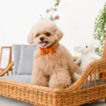 オーストレザーリボンカラー【名入れ彫刻対応】 - Image 9