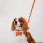 オーストレザーリボンペンダントカラー【名入れ彫刻対応】 - Image 4