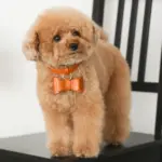 オーストレザーリボンペンダントカラー【名入れ彫刻対応】 - Image 8