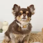 ギンガムチェックくまさんチャームカラー+リードSET【名入れ彫刻対応】 - Image 4