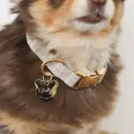 ギンガムチェックくまさんチャームカラー+リードSET【名入れ彫刻対応】 - Image 6