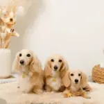 なみなみフラワーチャームレザーカラー【名入れ彫刻対応】 - Image 9