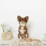 なみなみレザーリード - Image 3