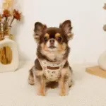 ナチュラルフラワーハーネス＋リードSET【名入れ刺繍対応】 - Image 3