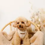 ナチュラルフラワーハーネス＋リードSET【名入れ刺繍対応】 - Image 5