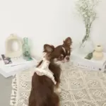 PUレザーテープハーネス+リードSET - Image 8