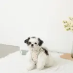 チューリップ柄ハーネス+リードSET【名入れ刺繍対応】 - Image 5