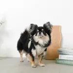 チューリップ柄ハーネス+リードSET【名入れ刺繍対応】 - Image 8