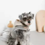 フード付きボーダーハーネス+リードSET【名入れ刺繍対応】 - Image 6