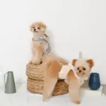 フード付きボーダーハーネス+リードSET【名入れ刺繍対応】 - Image 7