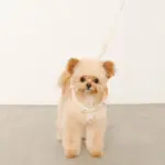 フード付きボーダーハーネス+リードSET【名入れ刺繍対応】 - Image 10