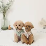 反射ほし柄ハーネス - Image 2