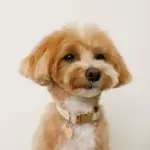 反射ほし柄バックルカラー【名入れ彫刻対応】 - Image 4