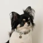 反射ほし柄バックルカラー【名入れ彫刻対応】 - Image 6