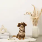 くまさんプリントバックルカラー＋リードSET【名入れ彫刻対応】 - Image 7