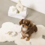 くまさんプリントバックルカラー＋リードSET【名入れ彫刻対応】 - Image 8