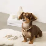 くまさんプリントバックルカラー＋リードSET【名入れ彫刻対応】 - Image 9