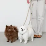 シンプルベーシックカラー継ぎ足しリード - Image 3