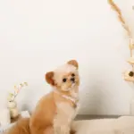 エコスエードカラー＋リードSET【名入れ彫刻対応】 - Image 9