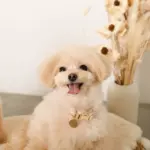 エコスエードカラー＋リードSET【名入れ彫刻対応】 - Image 10