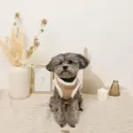 エコレザーボアMIXハーネス+リードSET【名入れ刺繍対応】 - Image 5