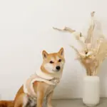 ムートン風ハーネス+リードSET【名入れ刺繍対応】 - Image 8