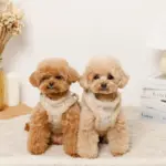 ひつじさん柄ハーネス＋リードSET【名入れ刺繍対応】 - Image 2