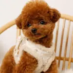 ひつじさん柄ハーネス＋リードSET【名入れ刺繍対応】 - Image 4