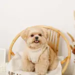 ひつじさん柄ハーネス＋リードSET【名入れ刺繍対応】 - Image 7