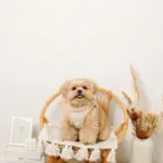 ひつじさん柄ハーネス＋リードSET【名入れ刺繍対応】 - Image 8