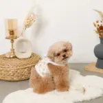 スカラップカラー花柄キルティングハーネス+リードSET【名入れ刺繍対応】 - Image 2