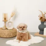 スカラップカラー花柄キルティングハーネス+リードSET【名入れ刺繍対応】 - Image 7