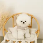 ボアウールハーネス - Image 3