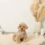 キルティングボアハーネス+リードSET【名入れ刺繍対応】 - Image 2