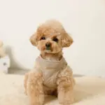 キルティングボアハーネス+リードSET【名入れ刺繍対応】 - Image 6