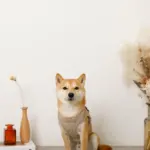 キルティングボアハーネス+リードSET【名入れ刺繍対応】 - Image 7