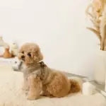 キルティングボアハーネス+リードSET【名入れ刺繍対応】 - Image 8