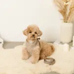 キルティングボアハーネス+リードSET【名入れ刺繍対応】 - Image 9