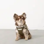 冷感メッシュハーネス+リードSET【名入れ刺繍対応】 - Image 5