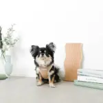 冷感メッシュハーネス+リードSET【名入れ刺繍対応】 - Image 7