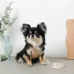 冷感メッシュハーネス+リードSET【名入れ刺繍対応】 - Image 9