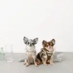 冷感メッシュハーネス+リードSET【名入れ刺繍対応】 - Image 10