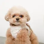 tomboniaコラボハーネス+リードSET【名入れ刺繍対応】 - Image 2