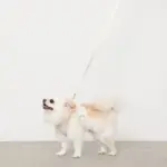 ぽこぽこチェックハーネス＋リードSET【名入れ刺繍対応】 - Image 5