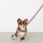 ギンガムチェックチェリーハーネス - Image 2